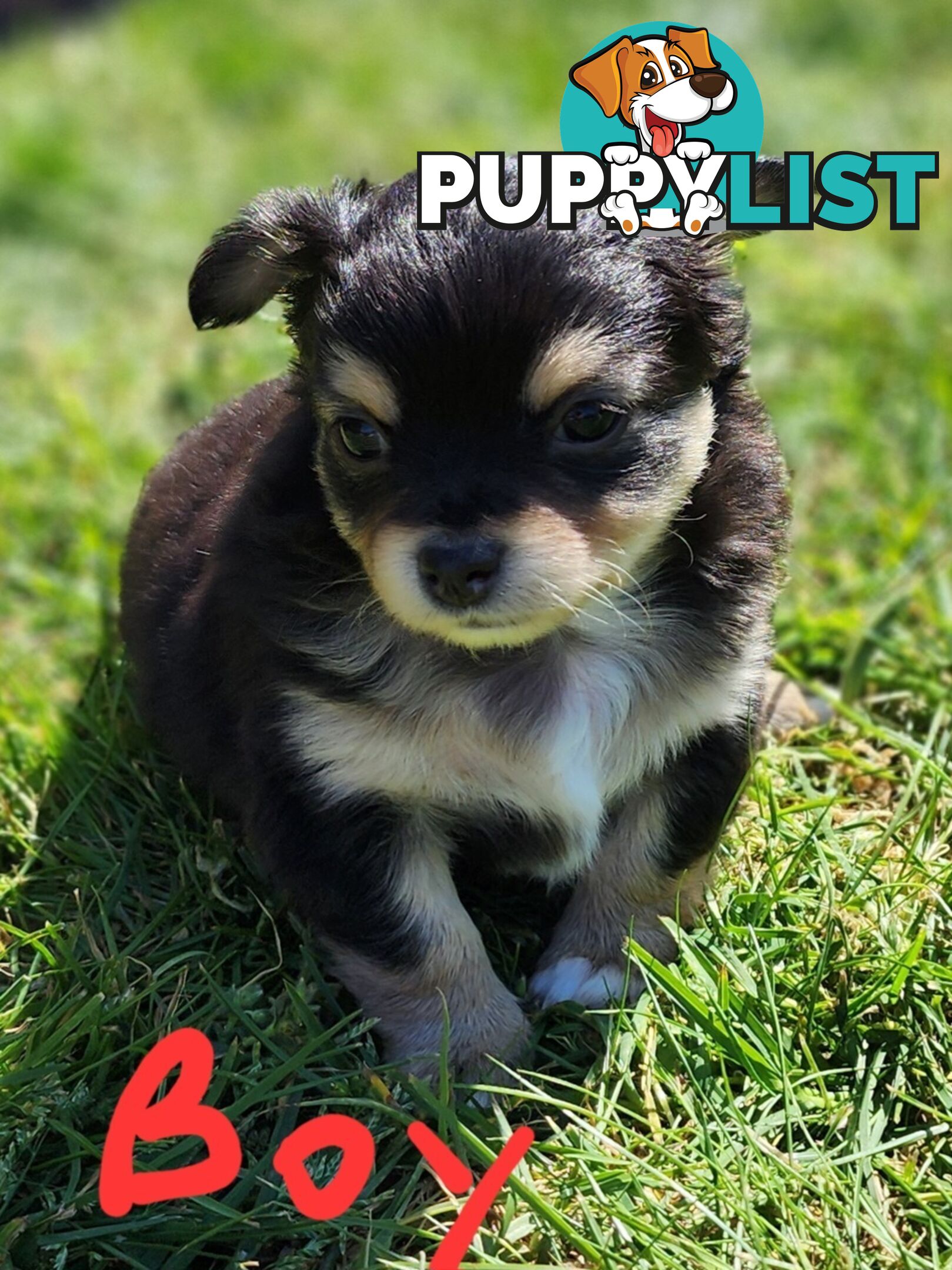 Chihuahua Pure breed Long hair Apple Head pups