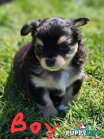 Chihuahua Pure breed Long hair Apple Head pups