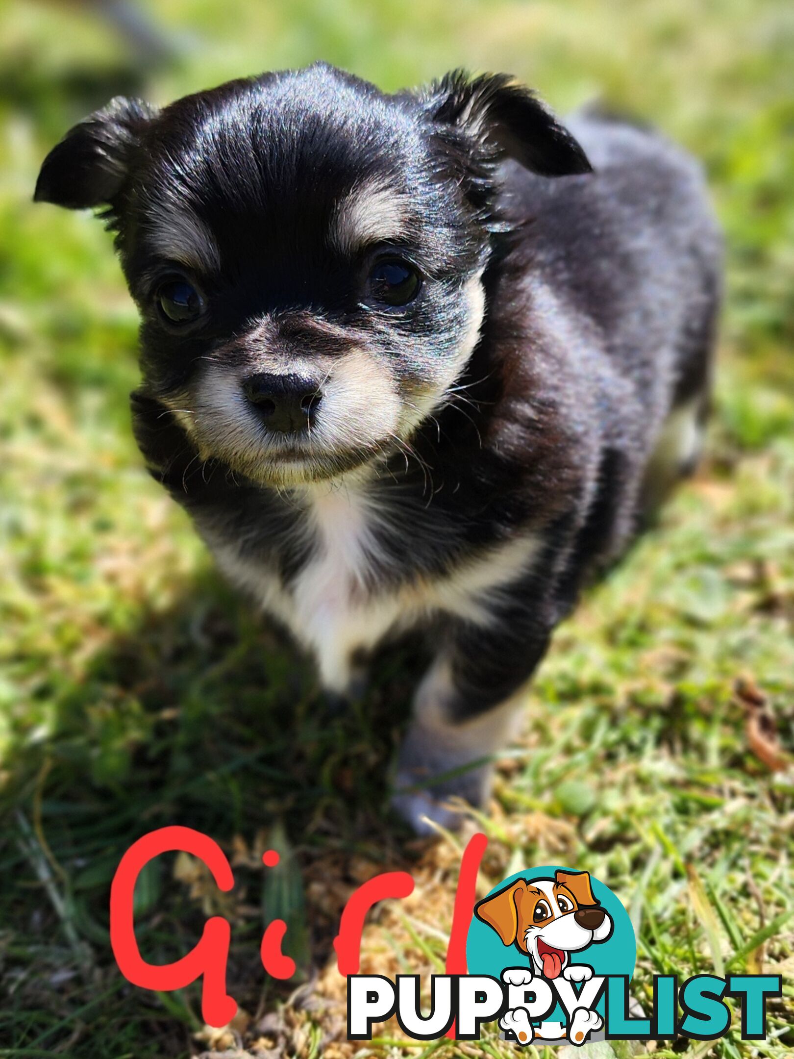 Chihuahua Pure breed Long hair Apple Head pups