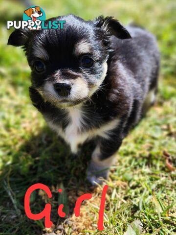 Chihuahua Pure breed Long hair Apple Head pups