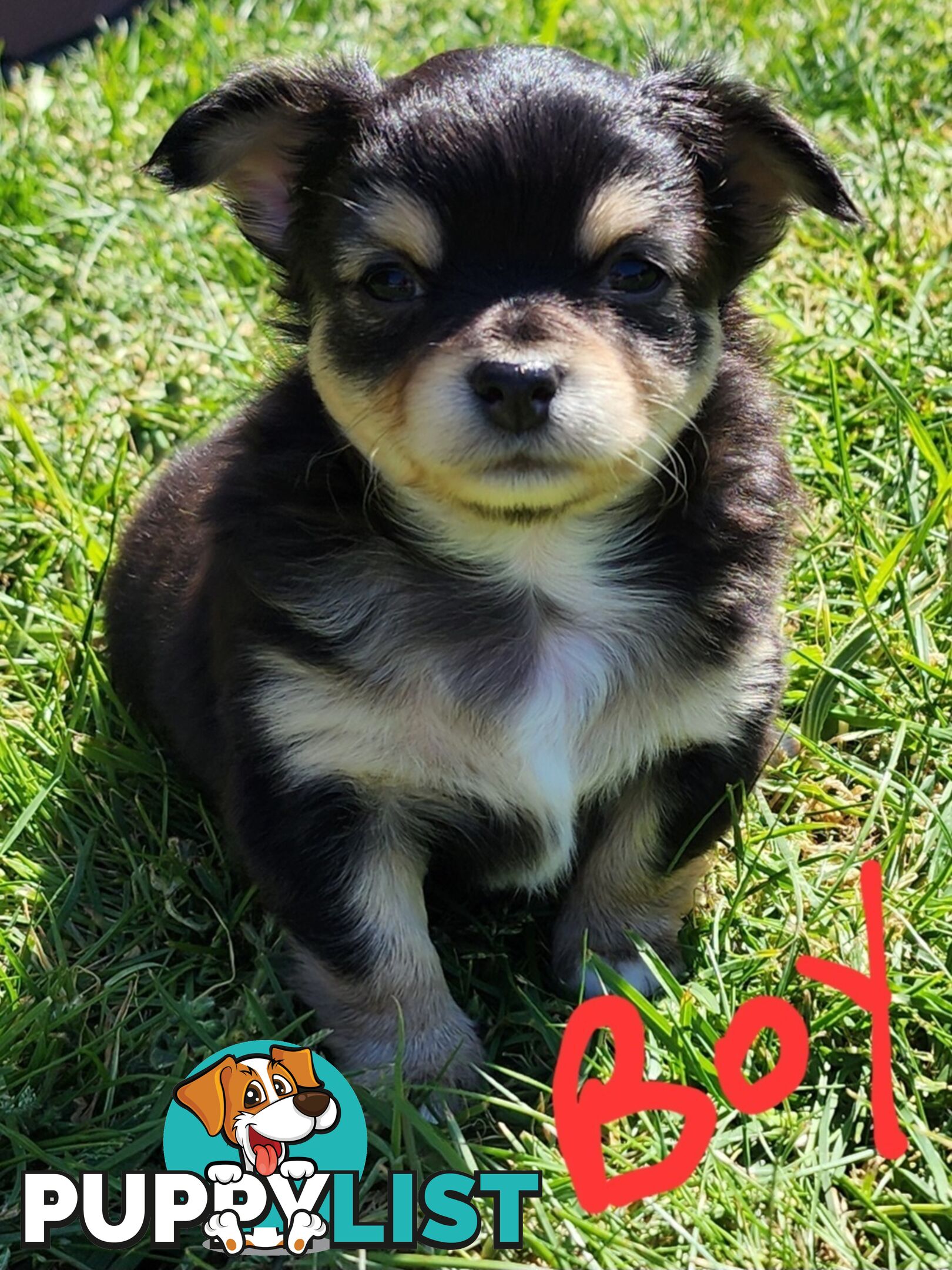 Chihuahua Pure breed Long hair Apple Head pups