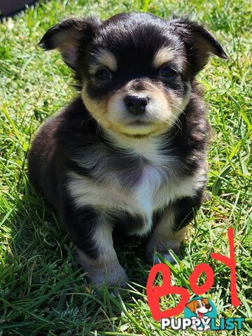 Chihuahua Pure breed Long hair Apple Head pups