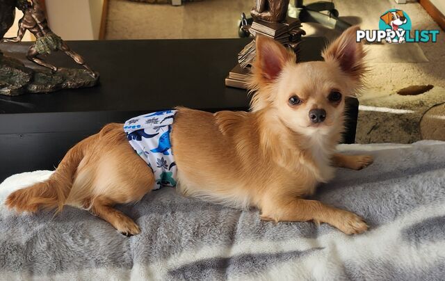 Chihuahua Pure breed Long hair Apple Head pups