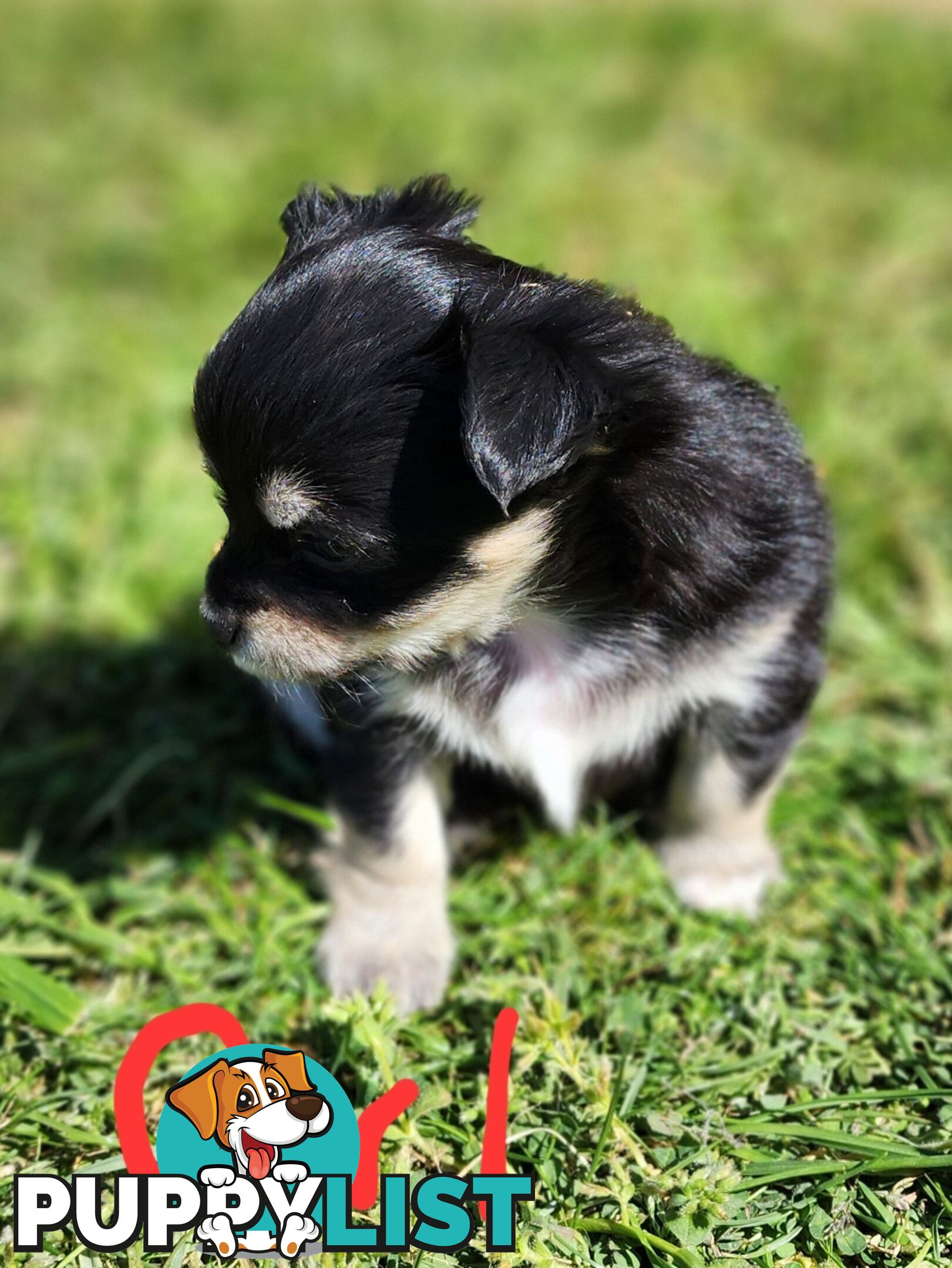 Chihuahua Pure breed Long hair Apple Head pups