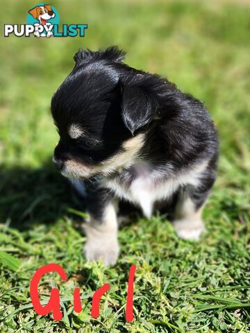 Chihuahua Pure breed Long hair Apple Head pups