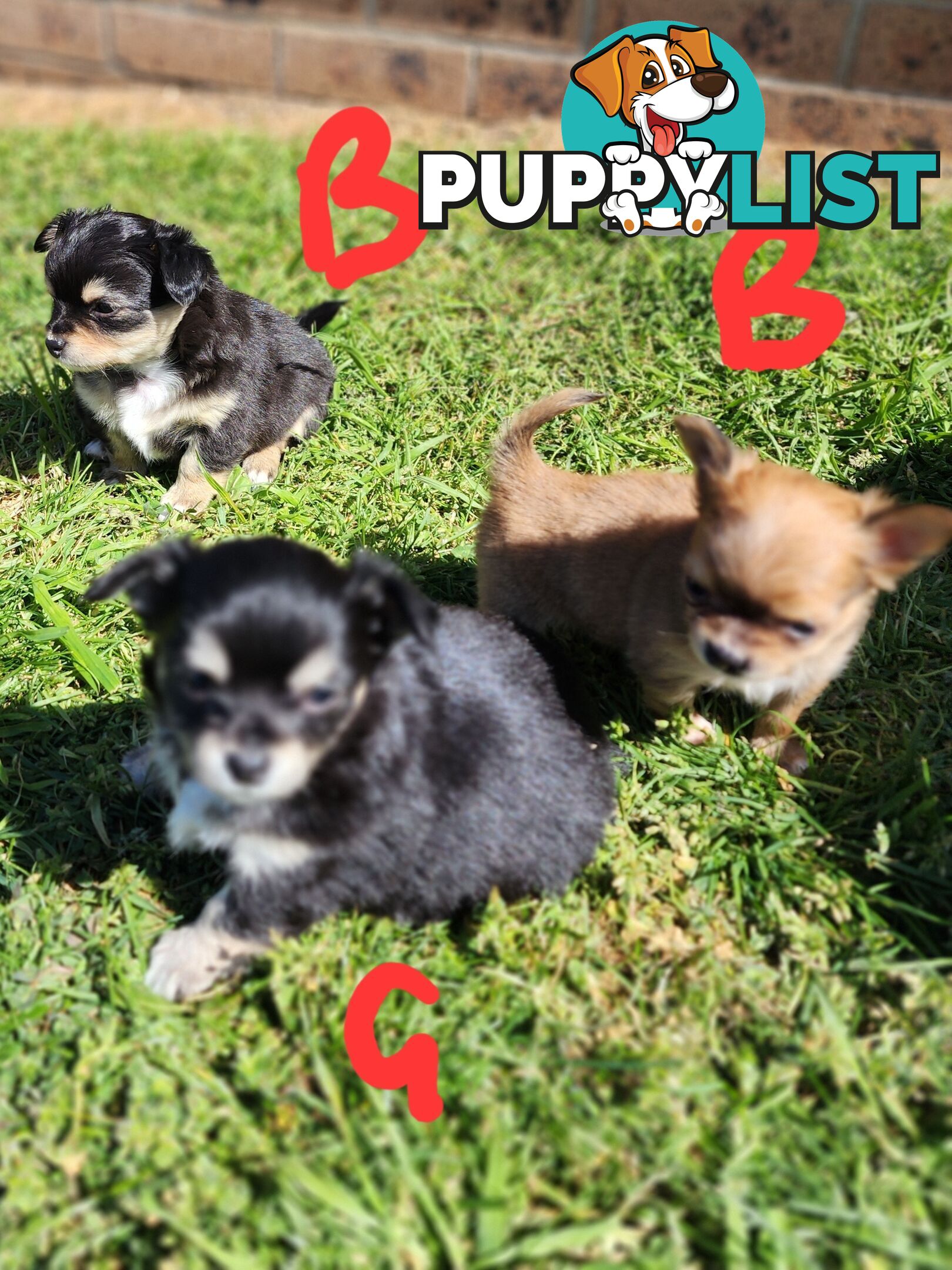 Chihuahua Pure breed Long hair Apple Head pups