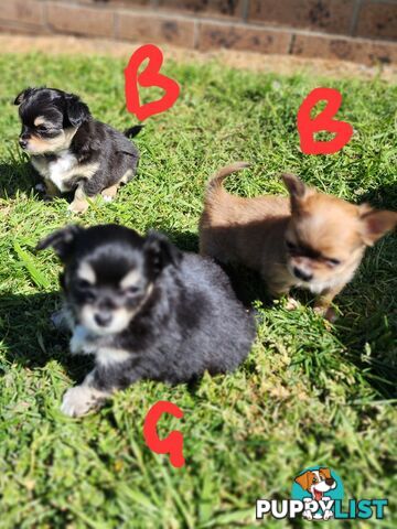 Chihuahua Pure breed Long hair Apple Head pups