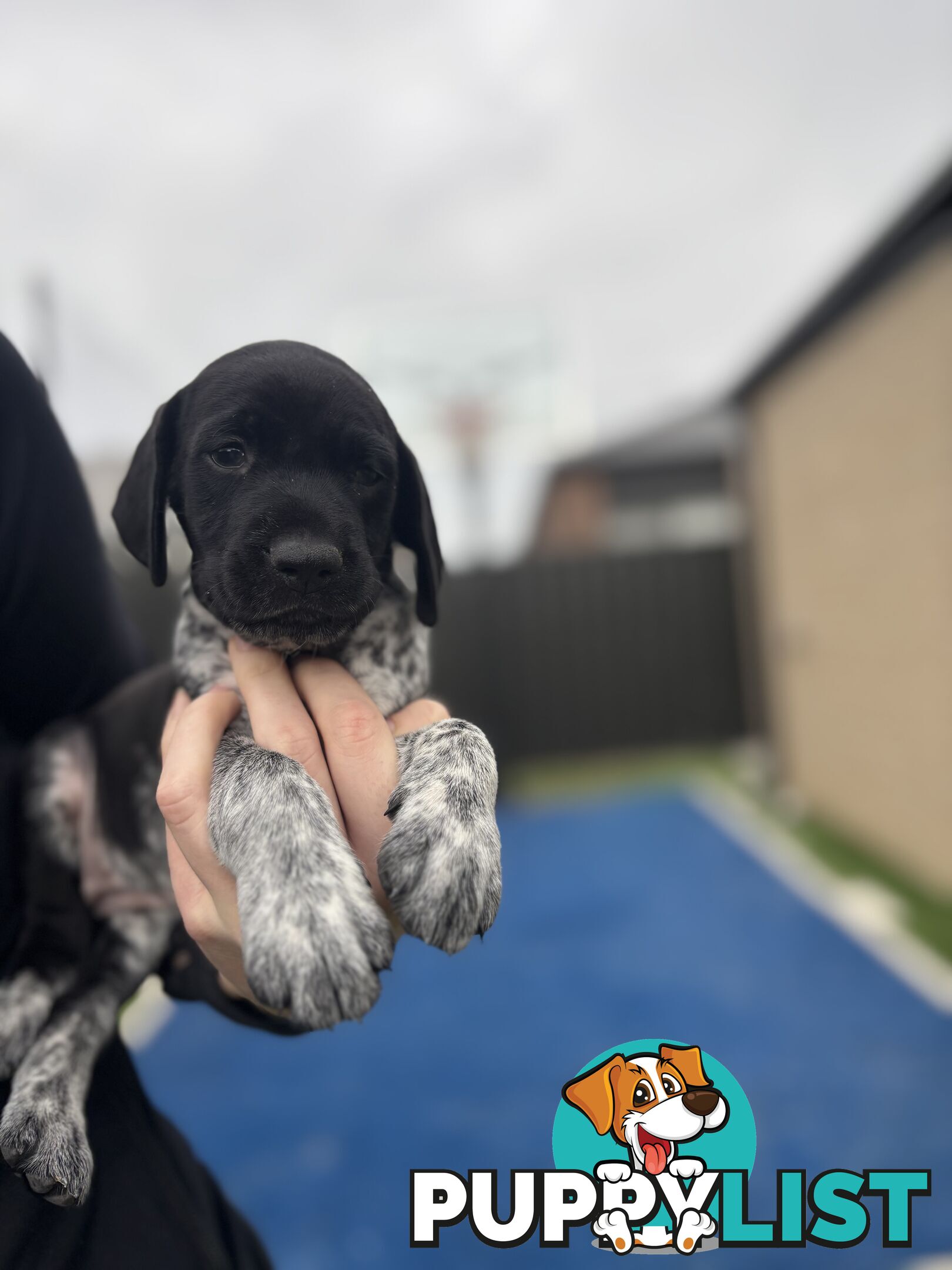 German short haired pointer puppies