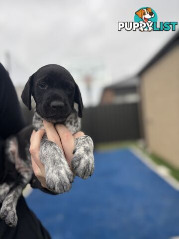 German short haired pointer puppies