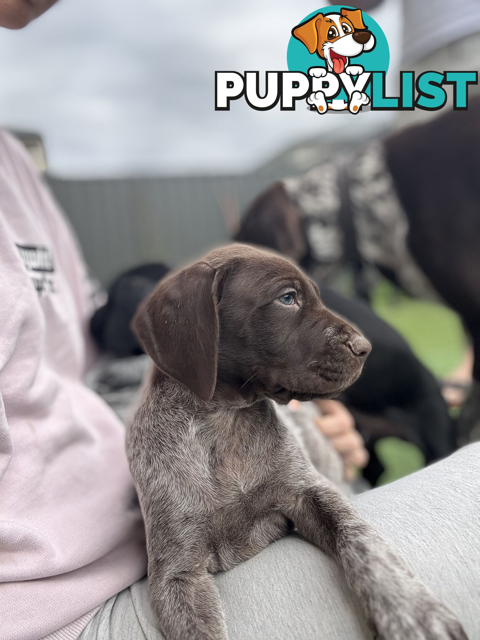 German short haired pointer puppies