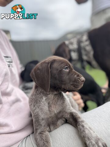 German short haired pointer puppies