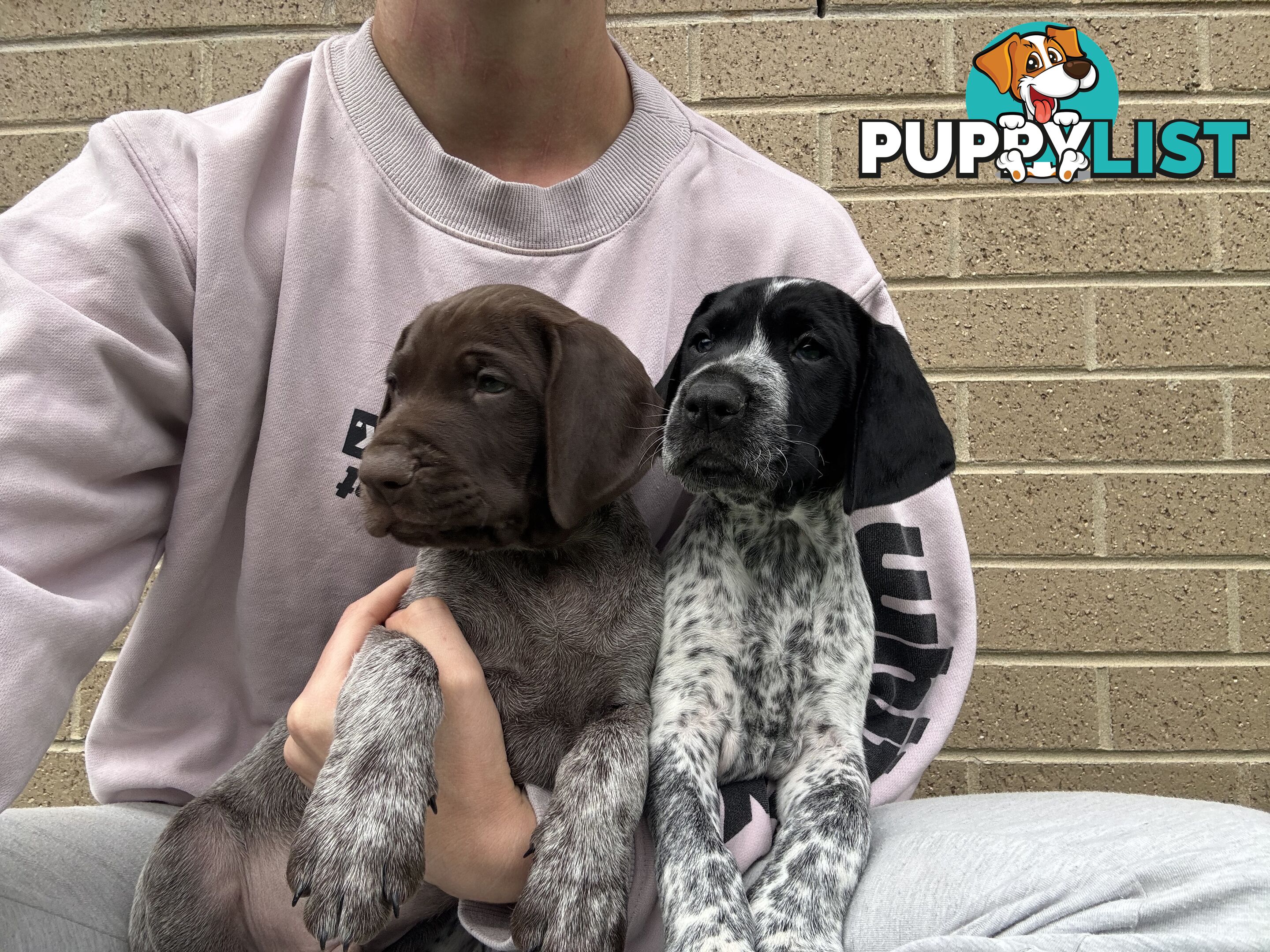 German short haired pointer puppies