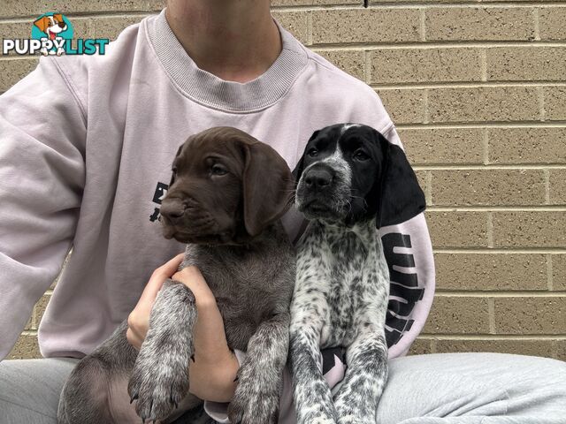 German short haired pointer puppies