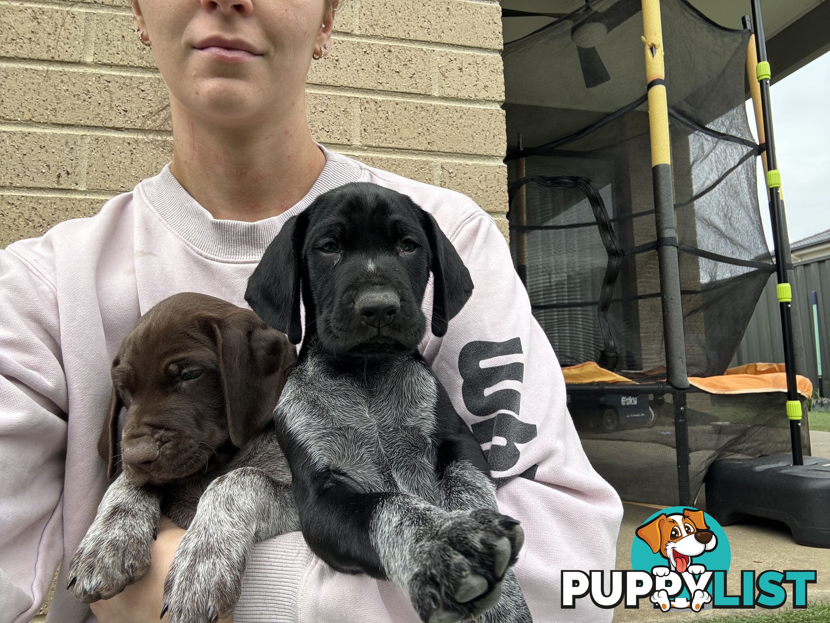 German short haired pointer puppies