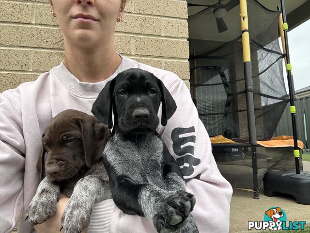 German short haired pointer puppies