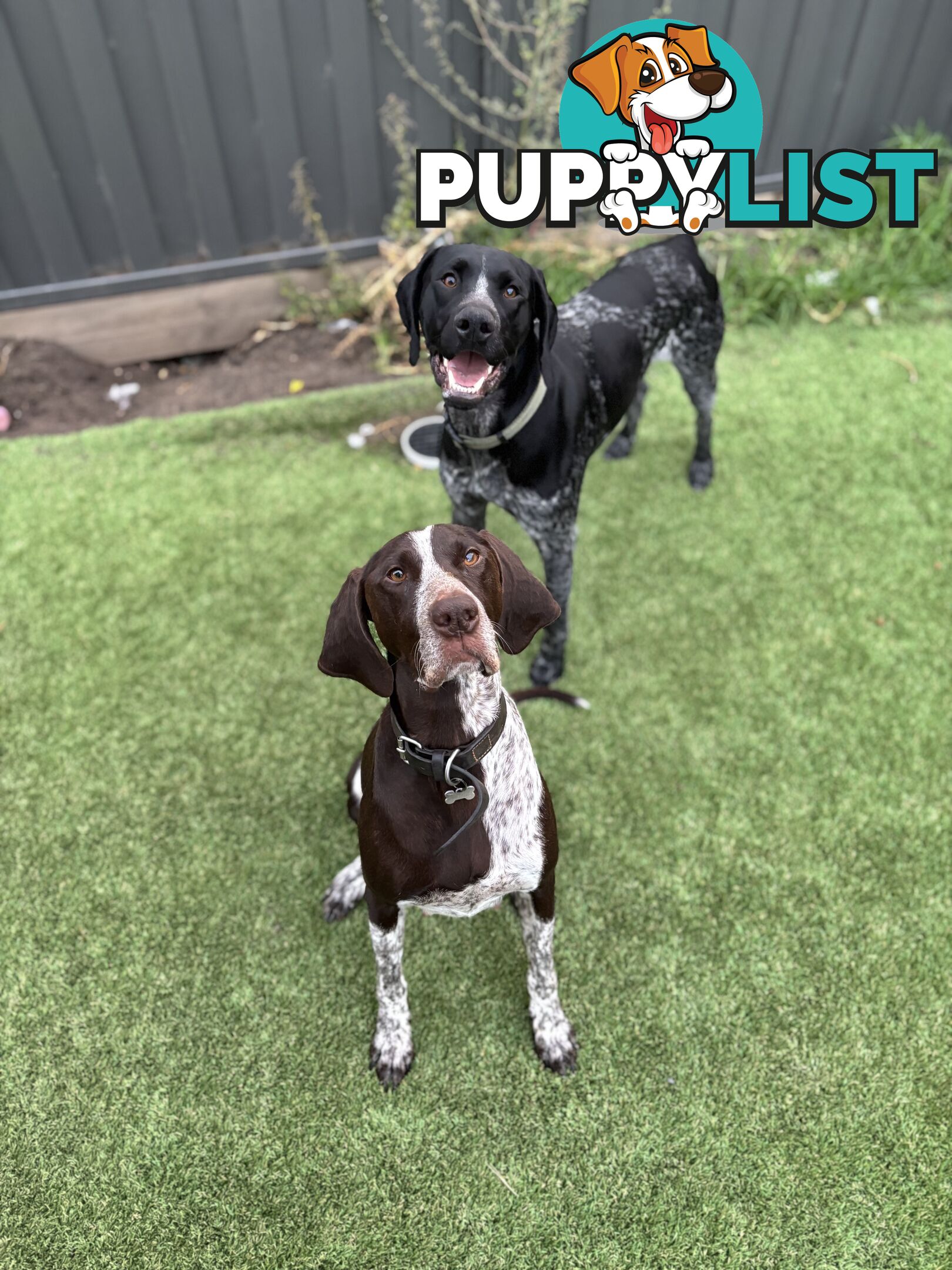 German short haired pointer puppies