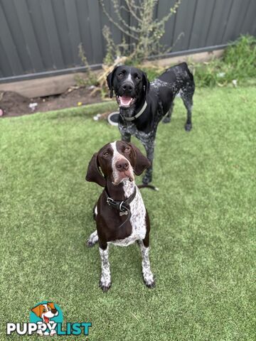 German short haired pointer puppies
