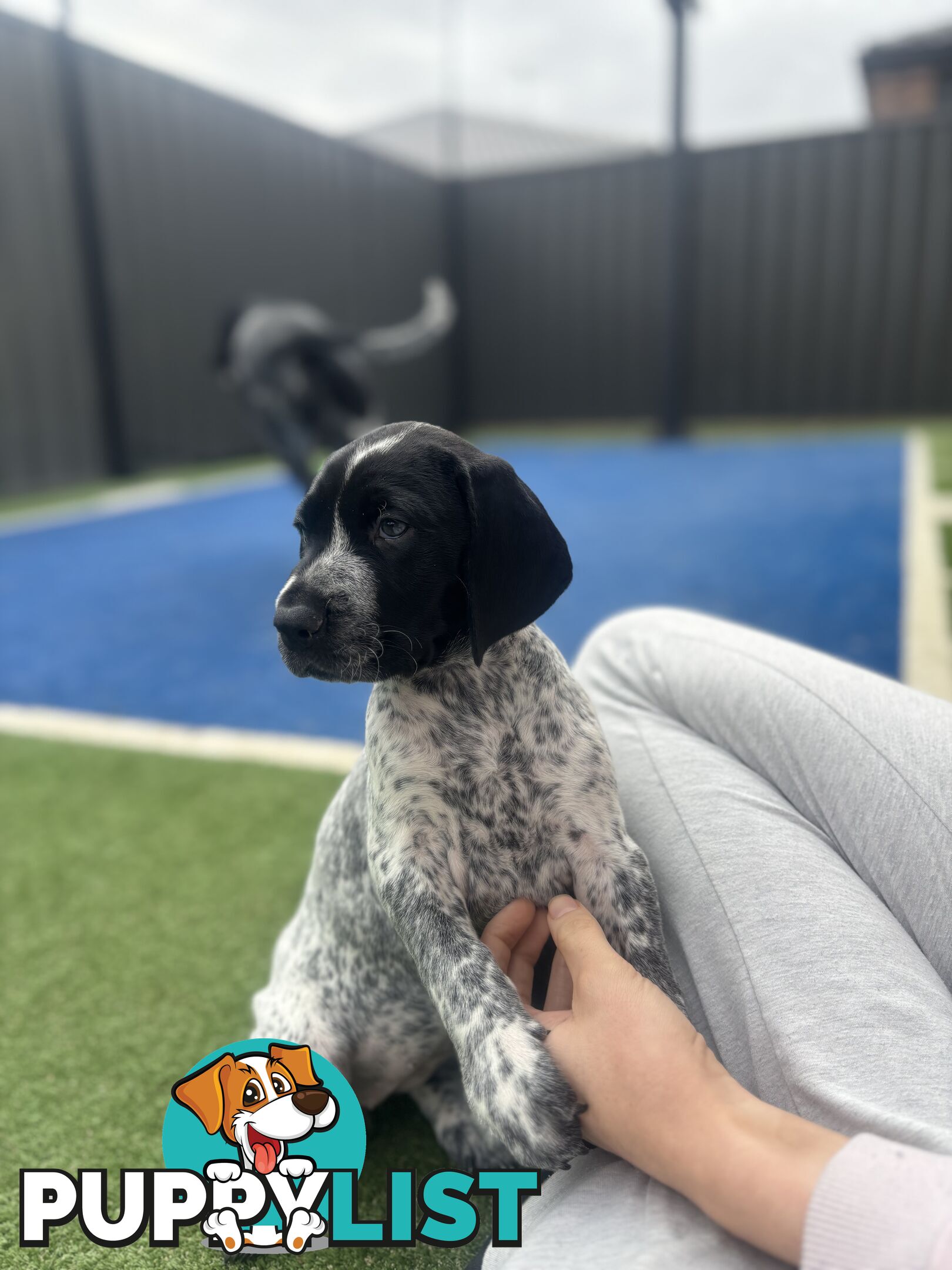 German short haired pointer puppies