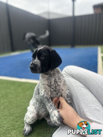 German short haired pointer puppies