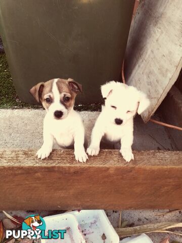 AUSTRALIAN MINI FOX TERRIERS