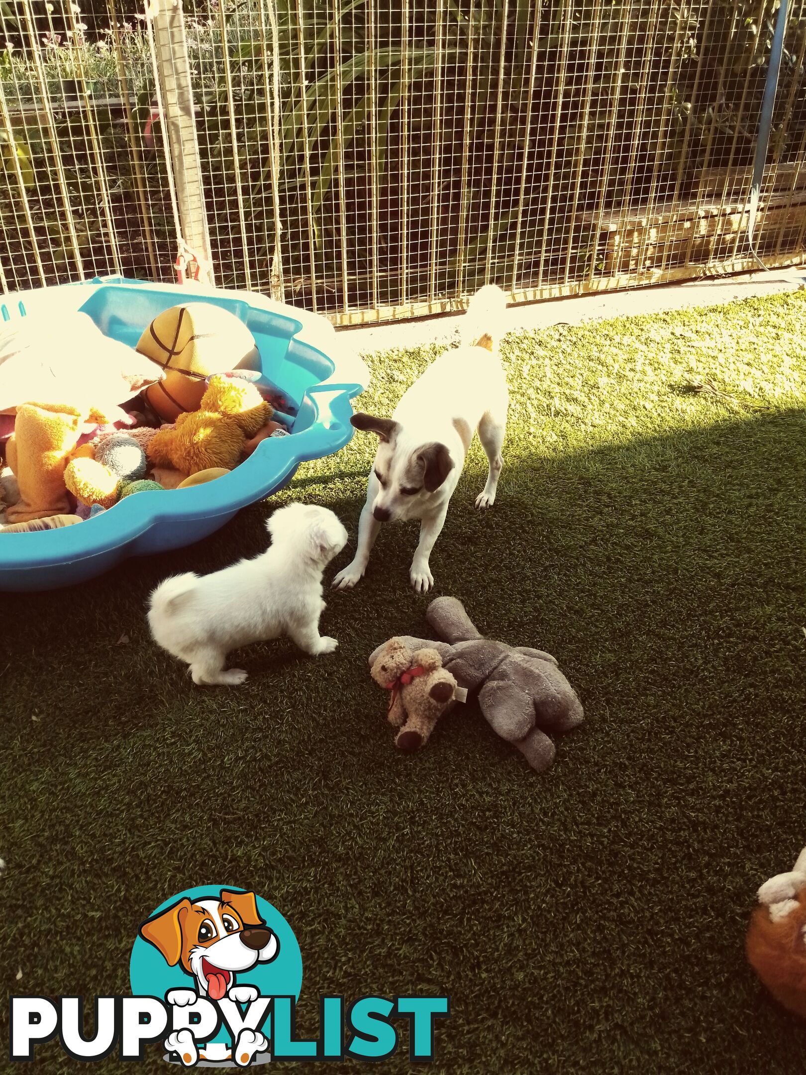 AUSTRALIAN MINI FOX TERRIERS