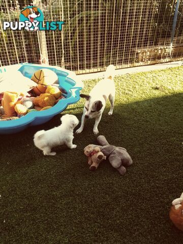 AUSTRALIAN MINI FOX TERRIERS