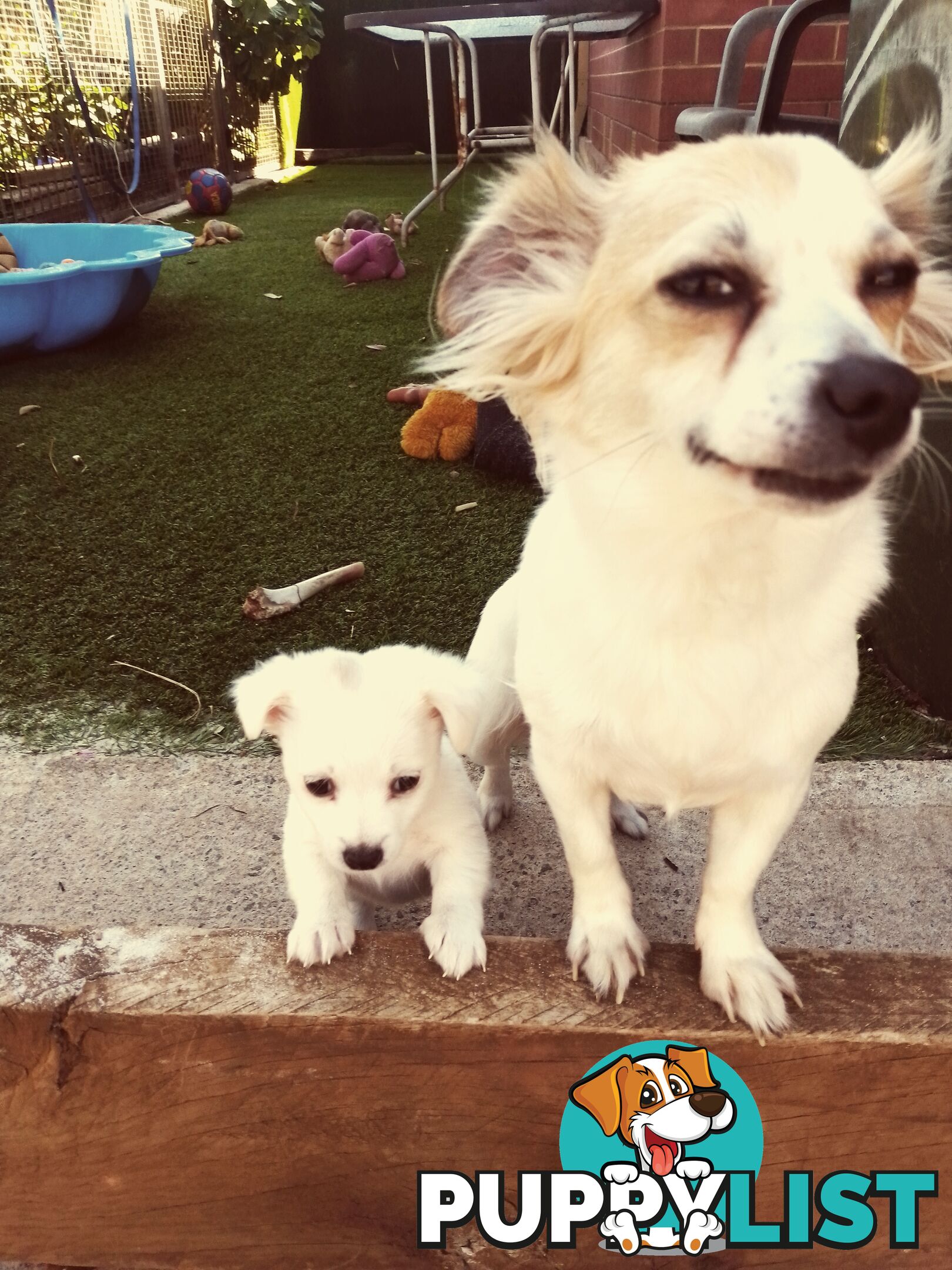 AUSTRALIAN MINI FOX TERRIERS