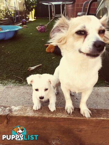 AUSTRALIAN MINI FOX TERRIERS