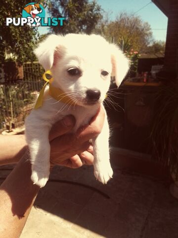 AUSTRALIAN MINI FOX TERRIERS