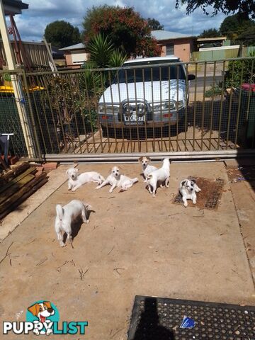 AUSTRALIAN MINI FOX TERRIERS