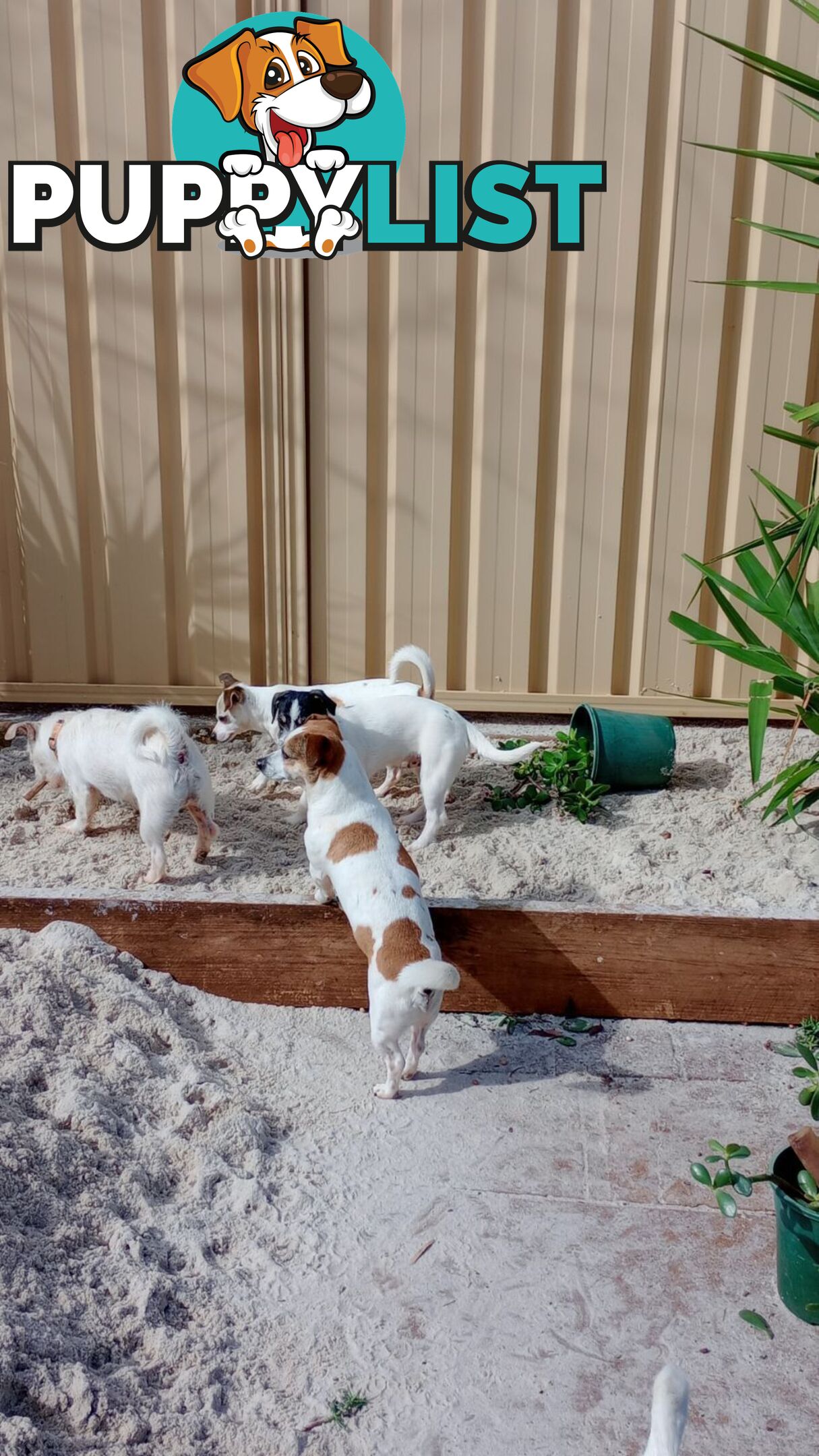 AUSTRALIAN MINI FOX TERRIERS