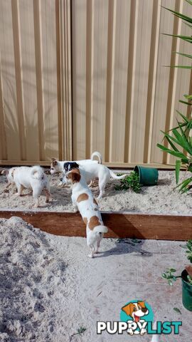 AUSTRALIAN MINI FOX TERRIERS