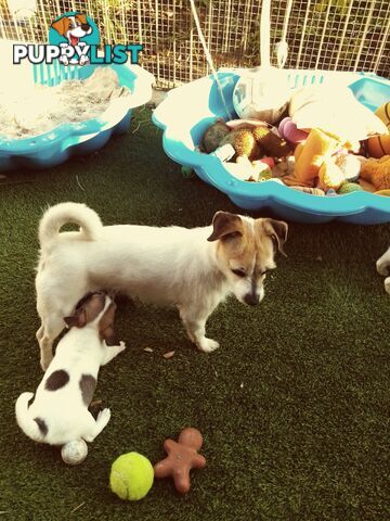 AUSTRALIAN MINI FOX TERRIERS