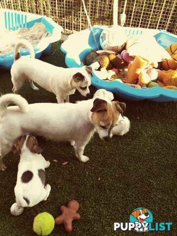 AUSTRALIAN MINI FOX TERRIERS