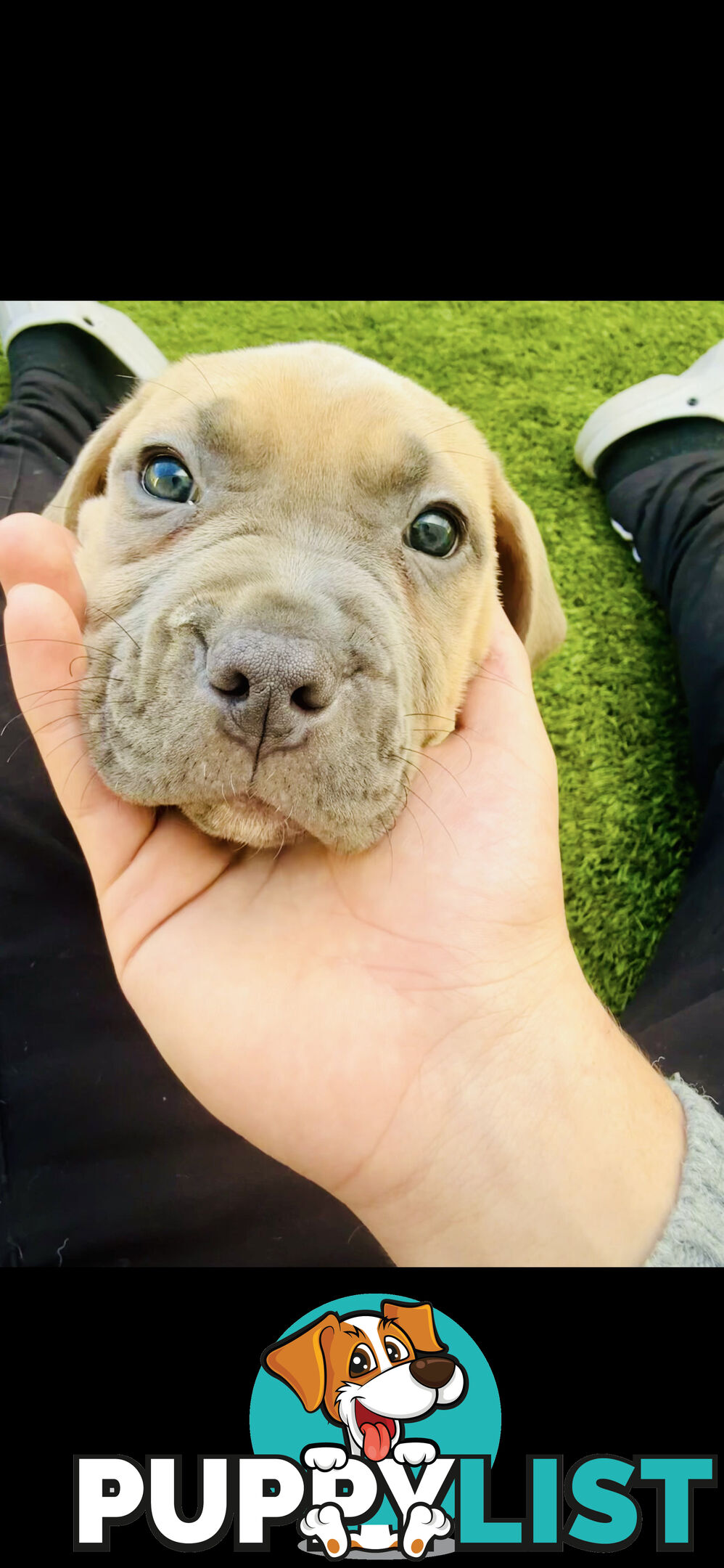 American Staffy Purebred pups