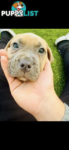 American Staffy Purebred pups