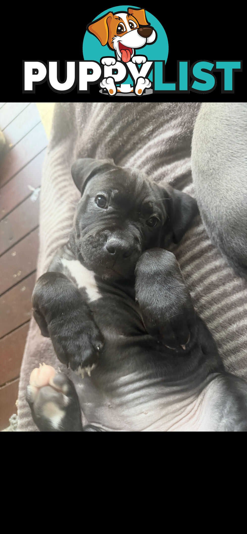 American Staffy Purebred pups