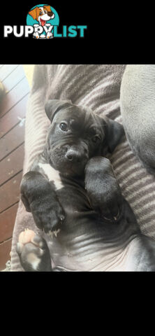 American Staffy Purebred pups