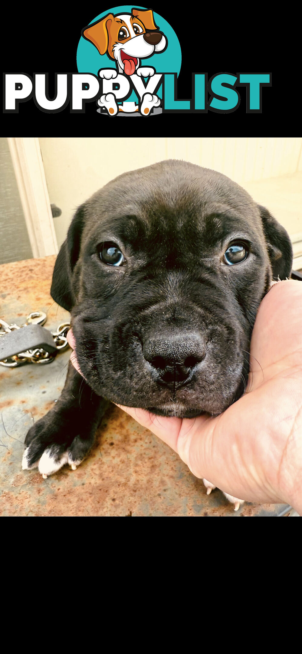 American Staffy Purebred pups