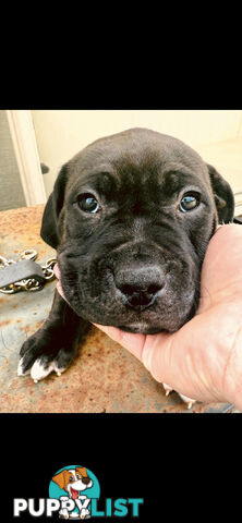 American Staffy Purebred pups