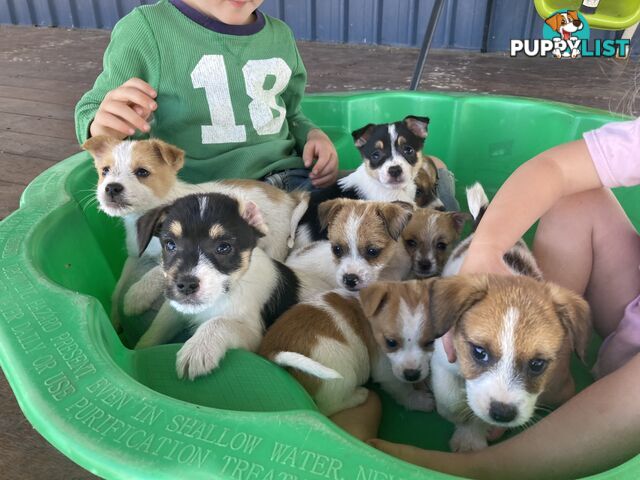 Purebred Jack Russell Puppies