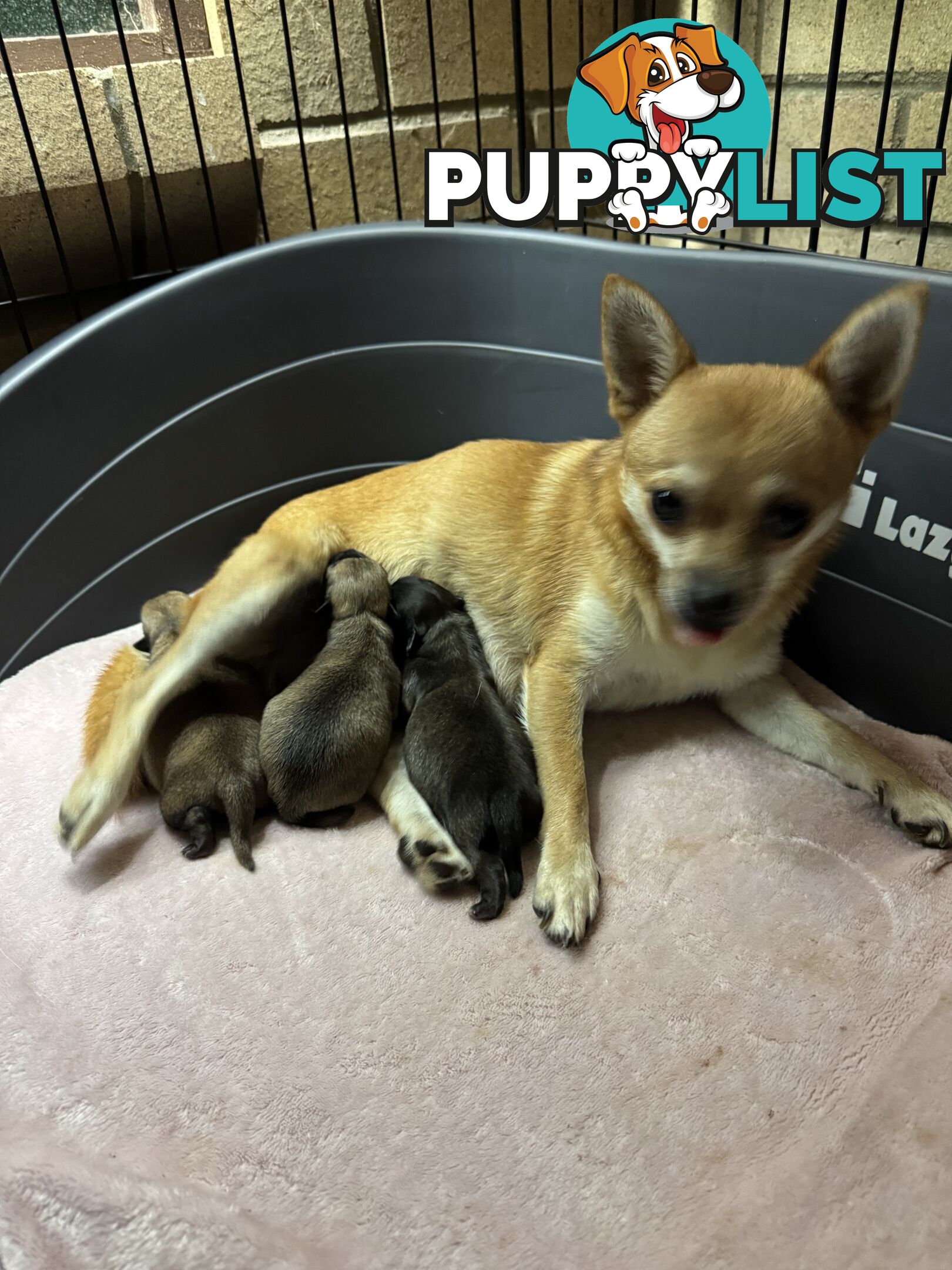 Chihuahuas Puppies
