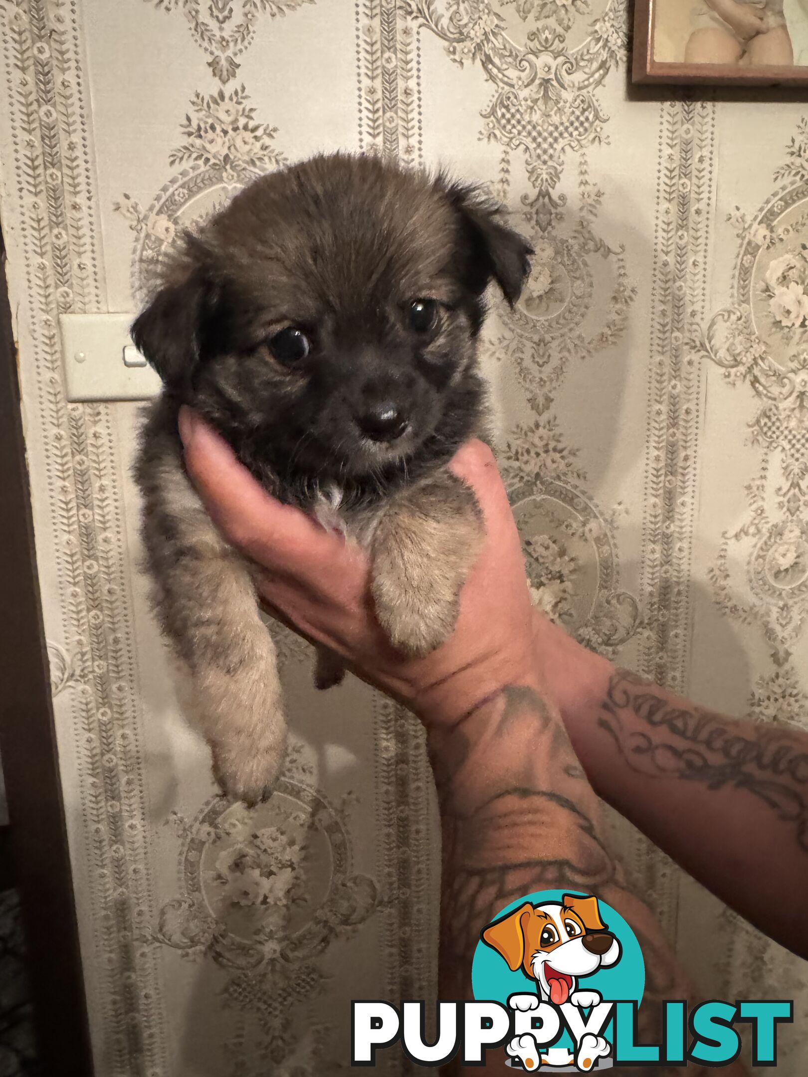 Chihuahuas Puppies