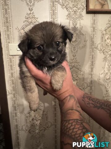 Chihuahuas Puppies