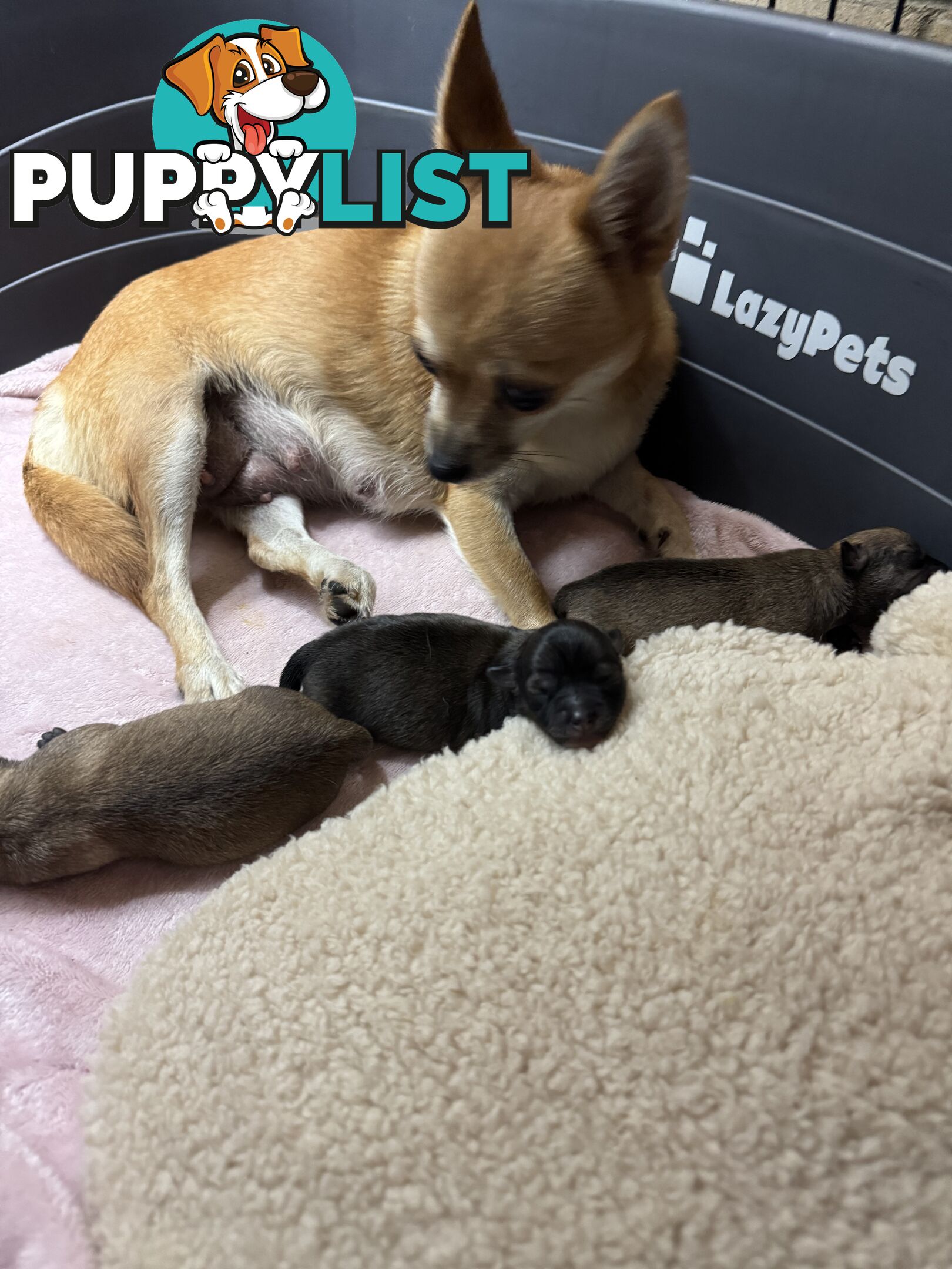 Chihuahuas Puppies