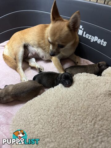Chihuahuas Puppies