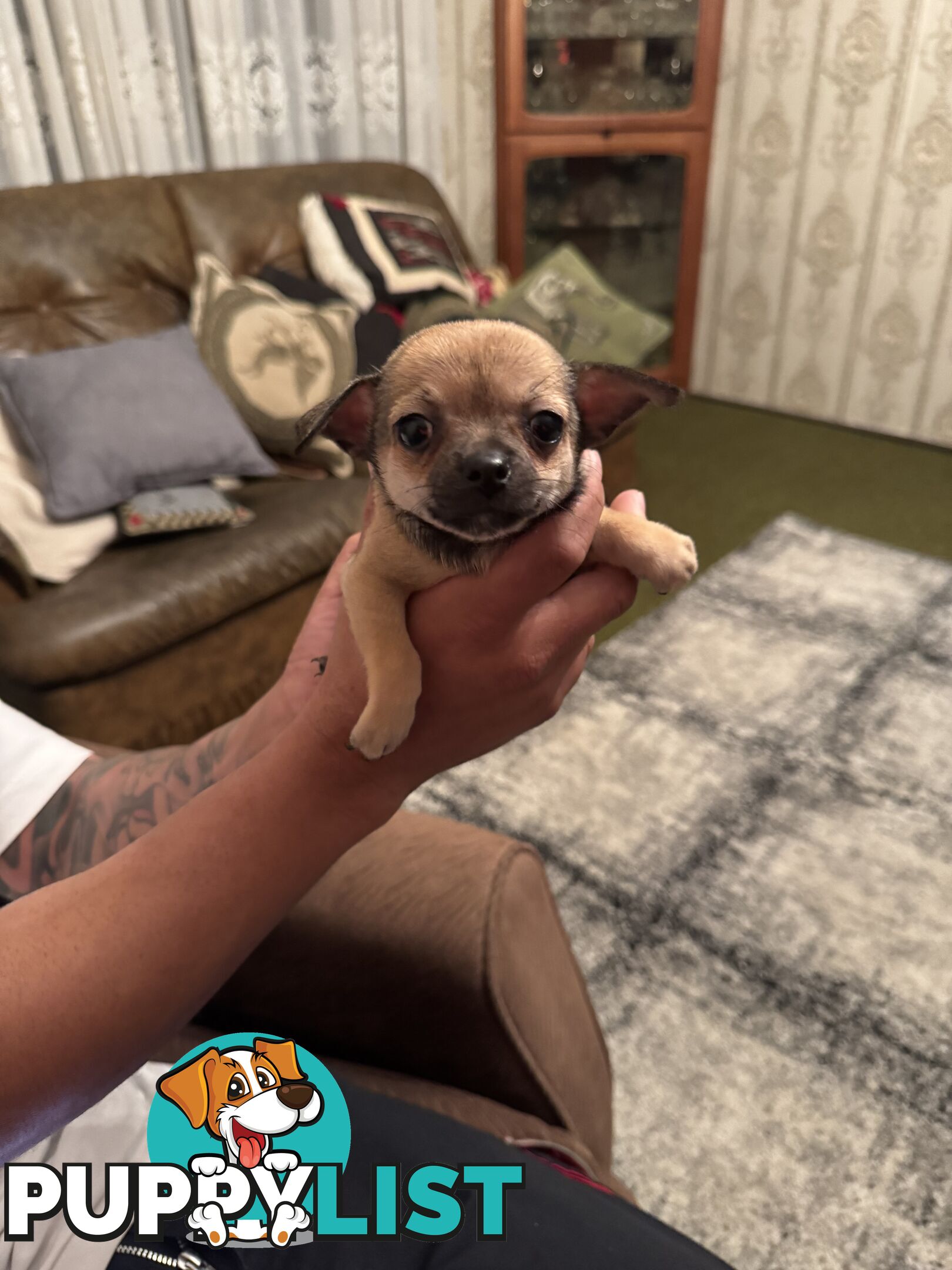 Chihuahuas Puppies