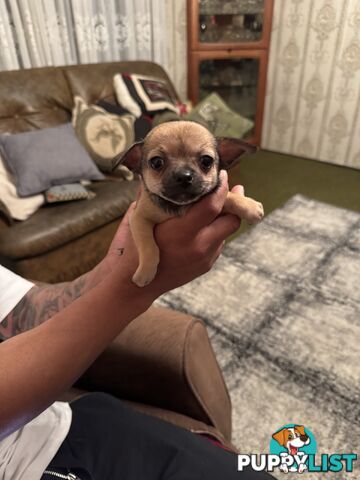 Chihuahuas Puppies