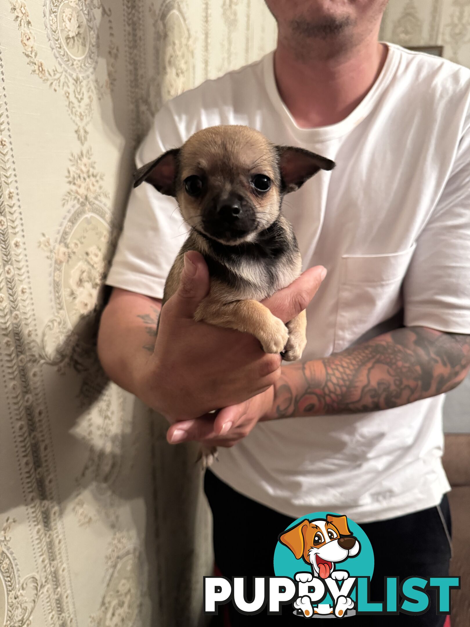Chihuahuas Puppies