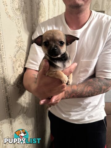 Chihuahuas Puppies